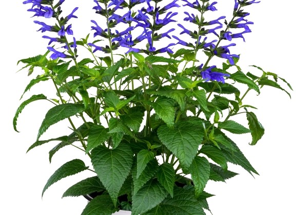 Salvia hybrida Salgoon Como Lake