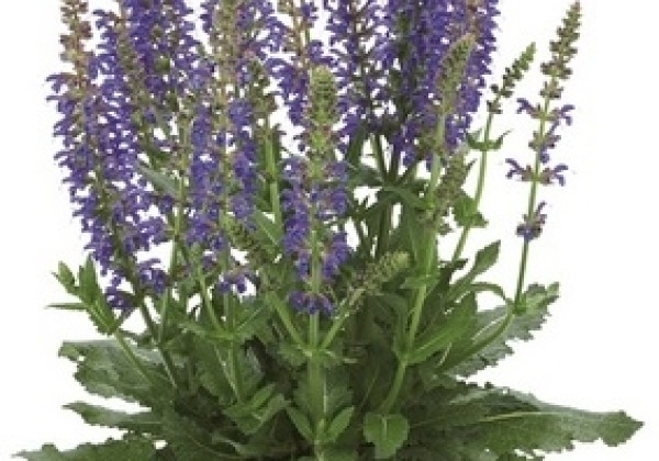 Salvia superba April Night
