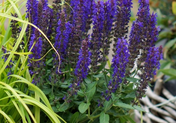 Salvia superba Blue Bouquetta