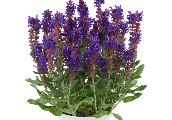 Salvia superba Menkar Dark Blue