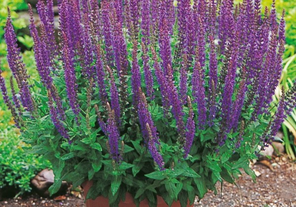 Salvia superba Ostfriesland
