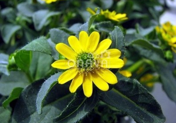 Sanvitalia procumbens Solaris Compact