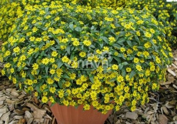 Sanvitalia procumbens Solaris Compact