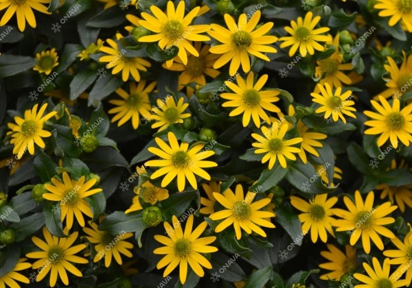 Sanvitalia procumbens Solaris Patio