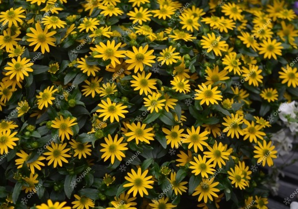 Sanvitalia procumbens Solaris Patio