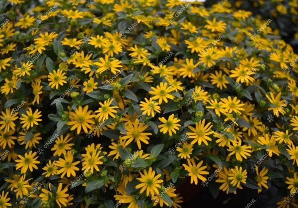 Sanvitalia procumbens Solaris Table