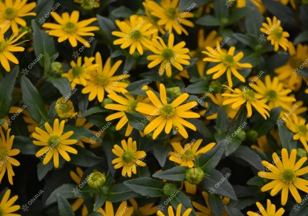 Sanvitalia procumbens Solaris Table