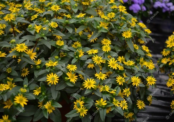 Sanvitalia procumbens Solaris
