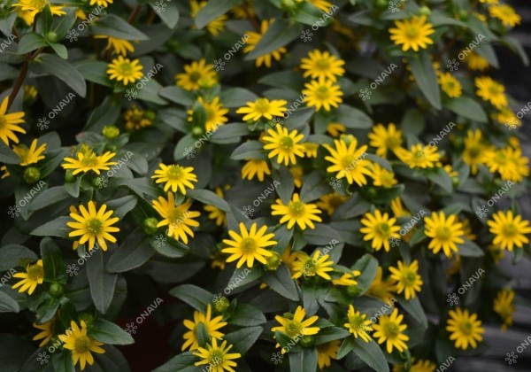 Sanvitalia procumbens Solaris