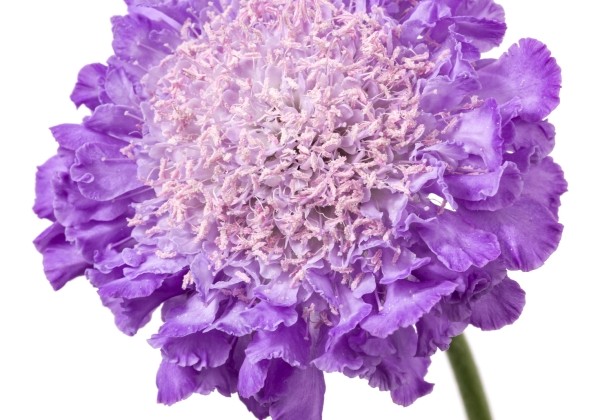 Scabiosa columbaria Cuori Blue