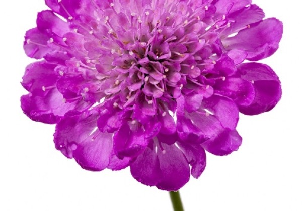 Scabiosa columbaria Cuori Pink