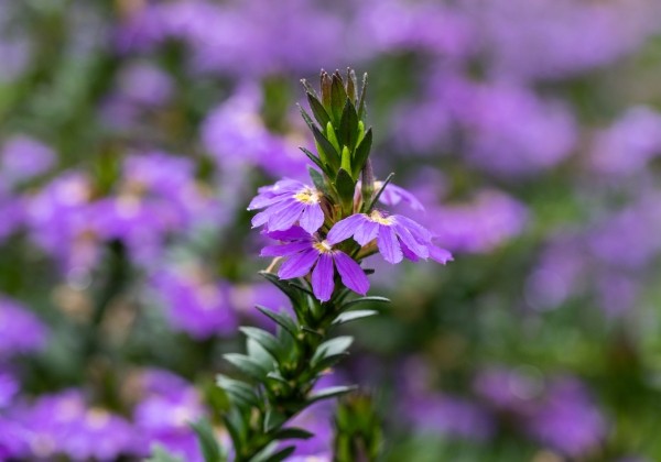 Scaevola aemula Abanico Compact Purple