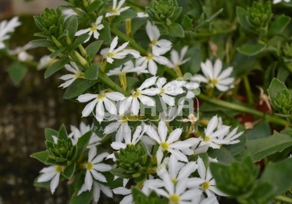 Scaevola aemula Abanico White