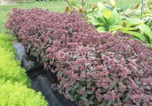Sedum hybridum  Merida