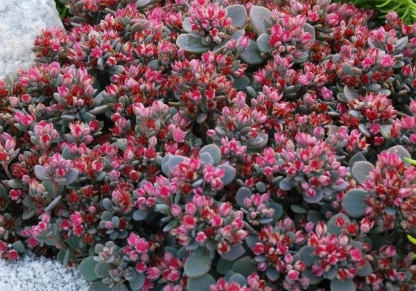 Sedum hybridum  Sunsparkler Blue Elf