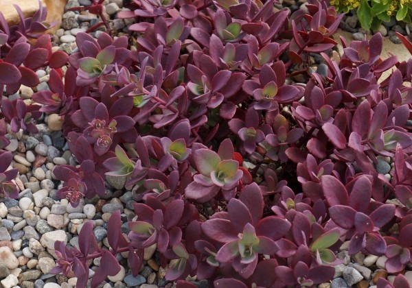 Sedum hybridum  Sunsparkler Firecracker