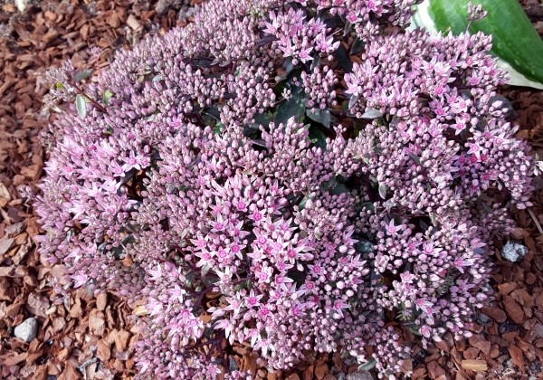 Sedum hybridum  Sunsparkler Jade Truffaut