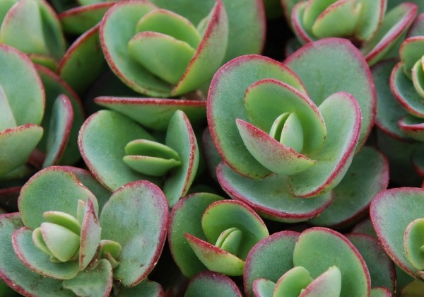 Sedum hybridum  Sunsparkler Lime Zinger