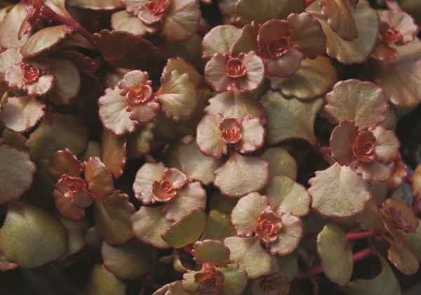 Sedum spurium Mahogany Red