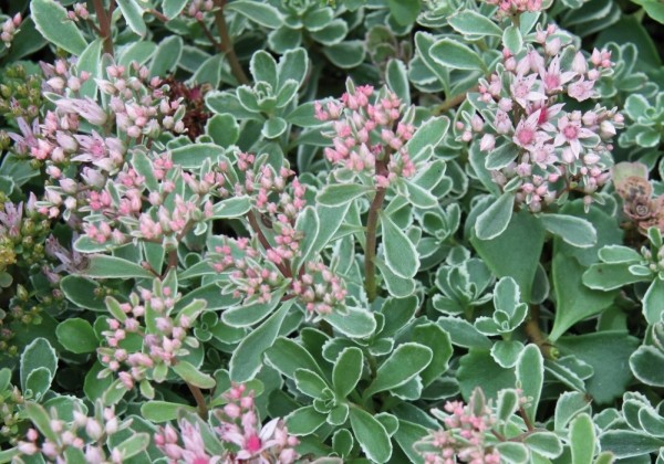 Sedum spurium Tricolor