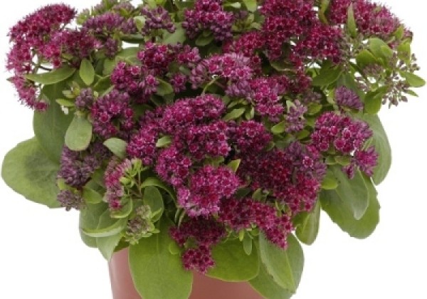 Sedum telephium Surrender Red