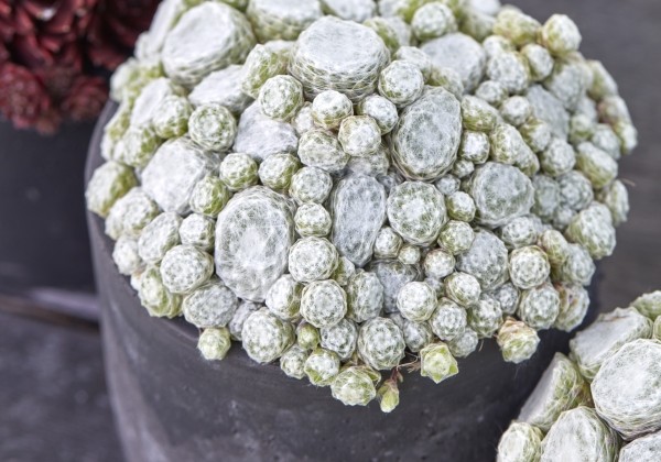 Sempervivum arachnoideum L. Colorockz Arctic White