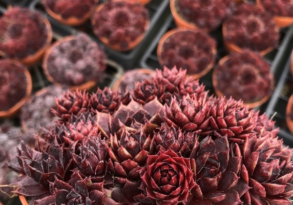 Sempervivum arachnoideum L. Colorockz Colorockz Blushing Garnet