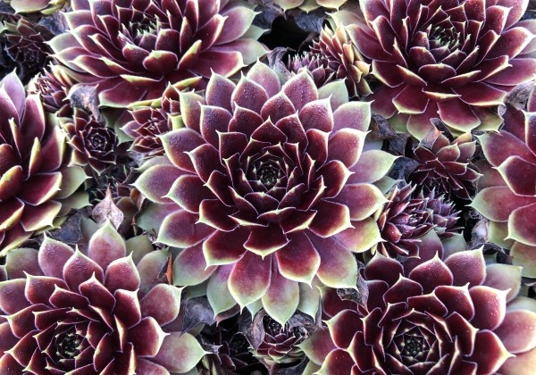 Sempervivum arachnoideum L. Colorockz Coconut Crystal