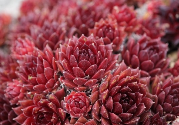 Sempervivum arachnoideum L. Colorockz Coral Red