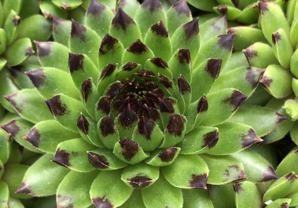 Sempervivum arachnoideum L. Colorockz Emerald Swirl