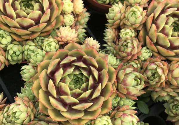 Sempervivum arachnoideum L. Colorockz Ruby Lime