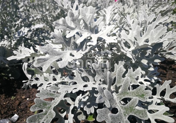 Senecio bicolor Silverdust