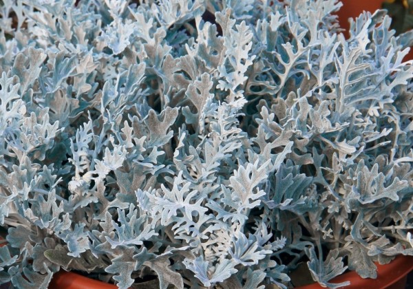 Senecio bicolor Silvito
