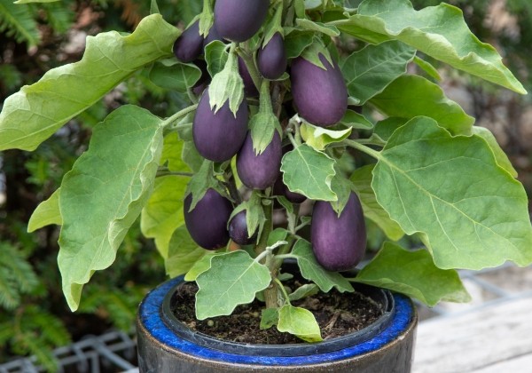 Solanum melongena Minera Purple (Baby Jack)