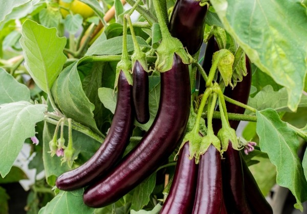 Solanum melongena Molongio