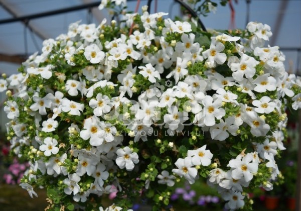 Sutera diffusus Baristo Giga White