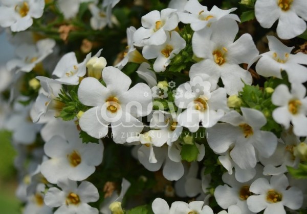 Sutera diffusus Baristo Giga White