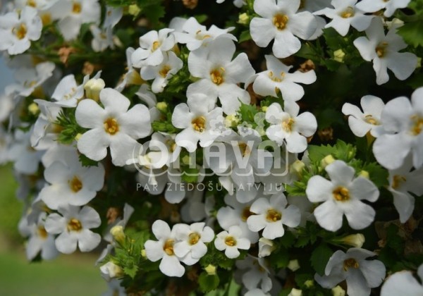 Sutera diffusus Baristo Giga White