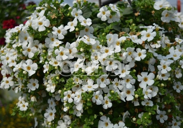 Sutera diffusus Baristo Giga White