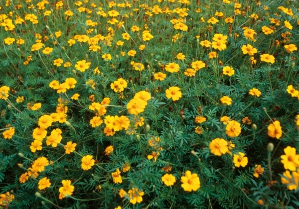 Tagetes zur Nematodenbekämpfung Single Gold