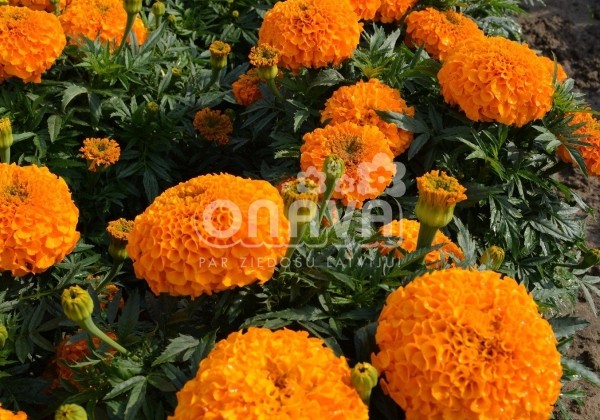 Tagetes erecta Antigua Orange