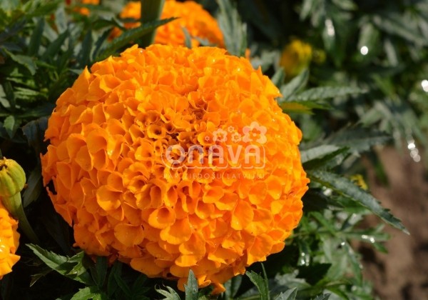 Tagetes erecta Antigua Orange
