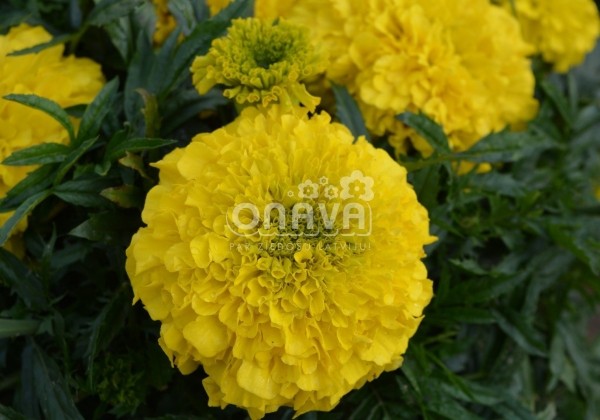 Tagetes erecta Antigua Yellow