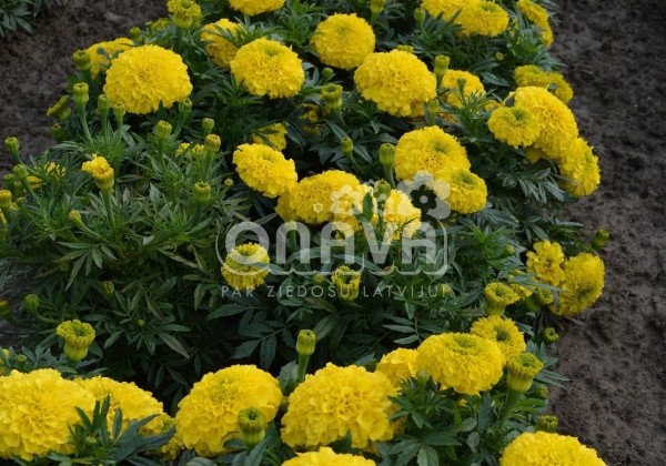 Tagetes erecta Antigua Yellow