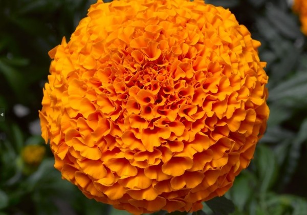 Tagetes erecta Inca II Deep Orange