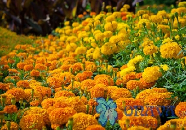 Tagetes erecta Marvel Orange