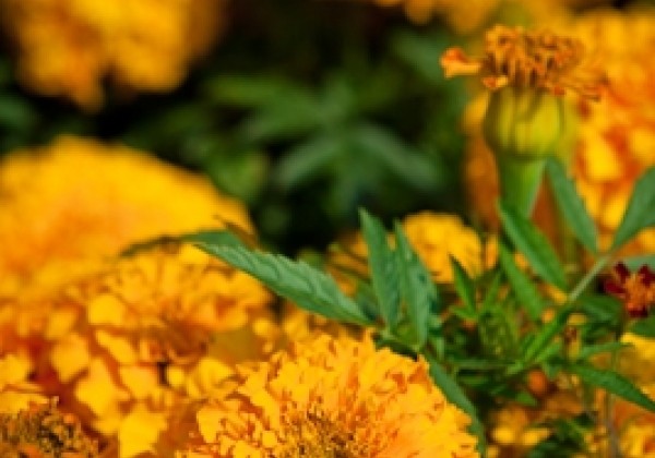 Tagetes erecta Marvel Orange