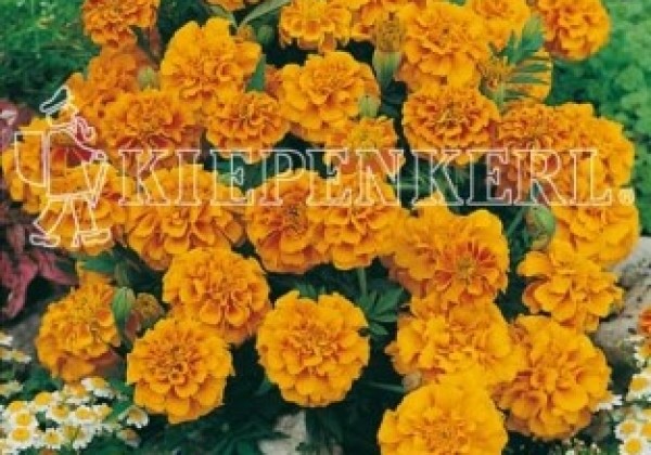 Tagetes patula Janie Deep Orange