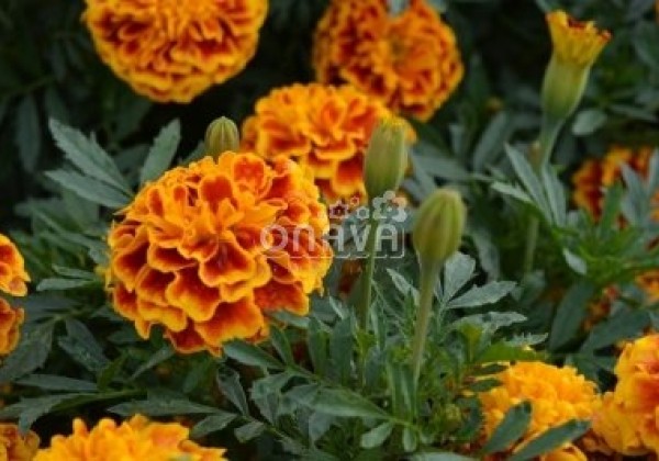 Tagetes patula Texana Bee