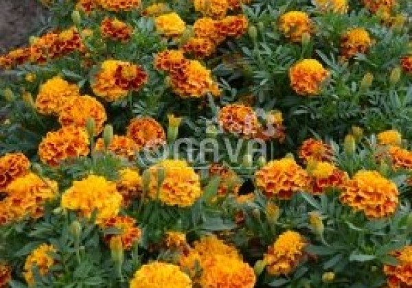 Tagetes patula Texana Bee